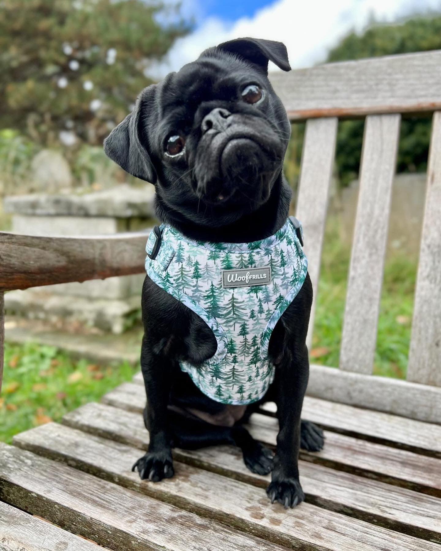 Pug harness and clearance lead