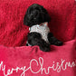 lhasa apso wearing designer dog harness
