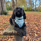 Dog Bow tie - Pining for you - Woof Frills