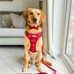 Cute dog wearing a red harness with matching lead 