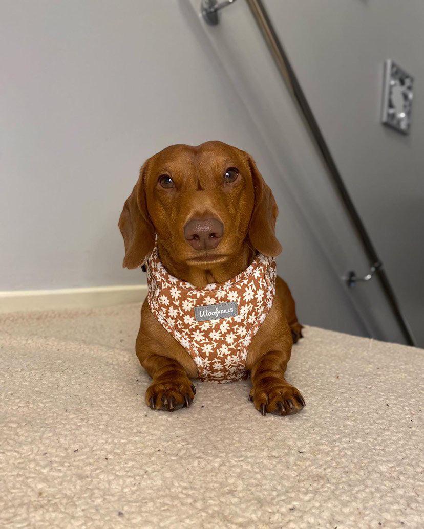 Ginger standard dachshund wearing daisy harness with matching bow tie