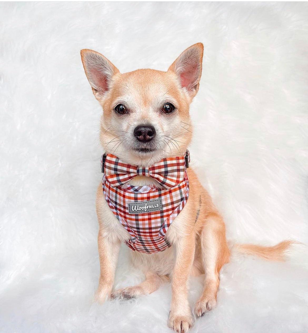 chihuahua wearing a xs dog harness and dicky dog bow tie