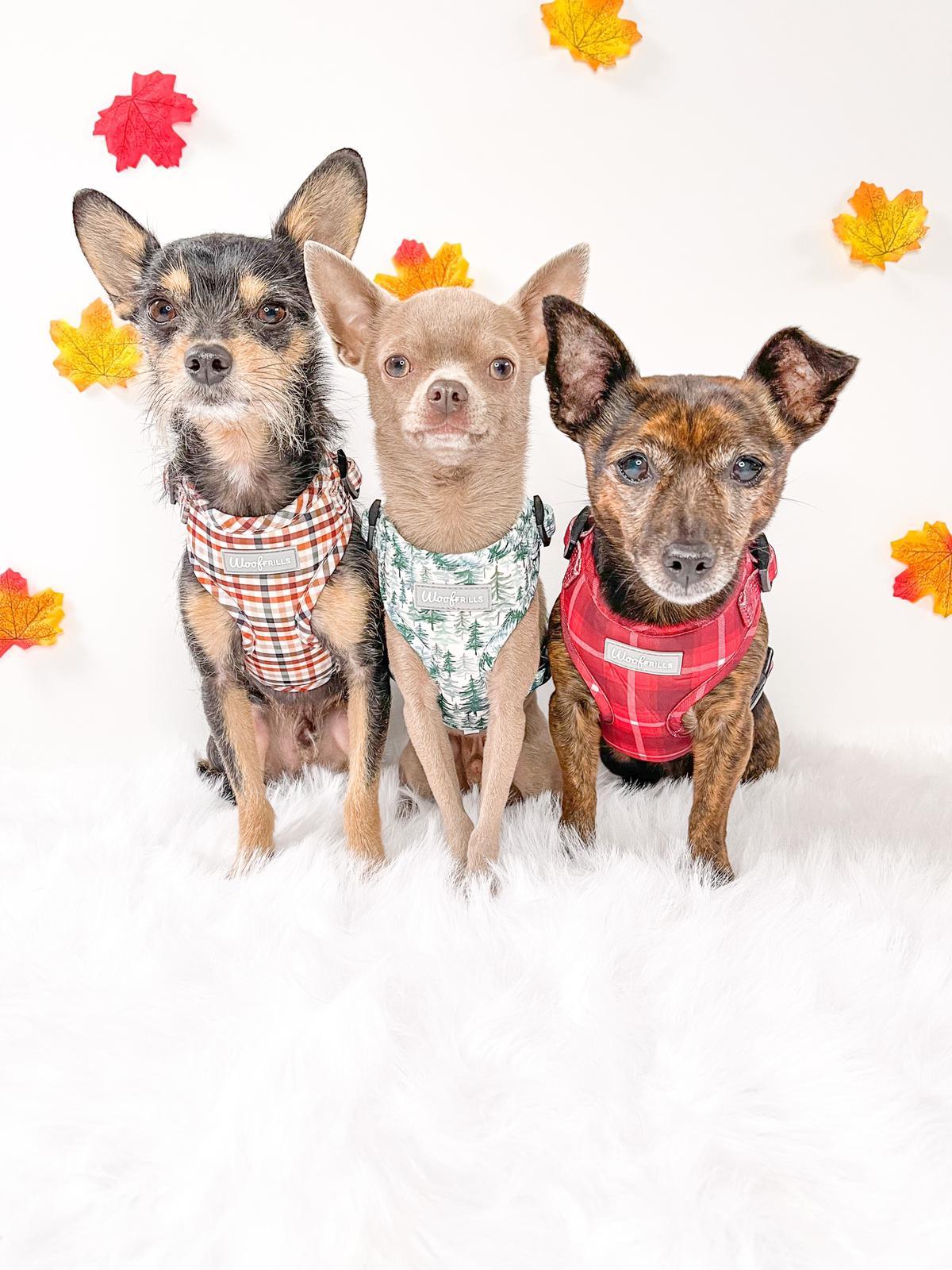 Three small cute dogs wearing small dog harness