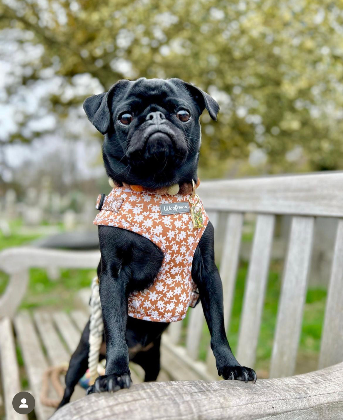 Puppy collars and best sale harnesses