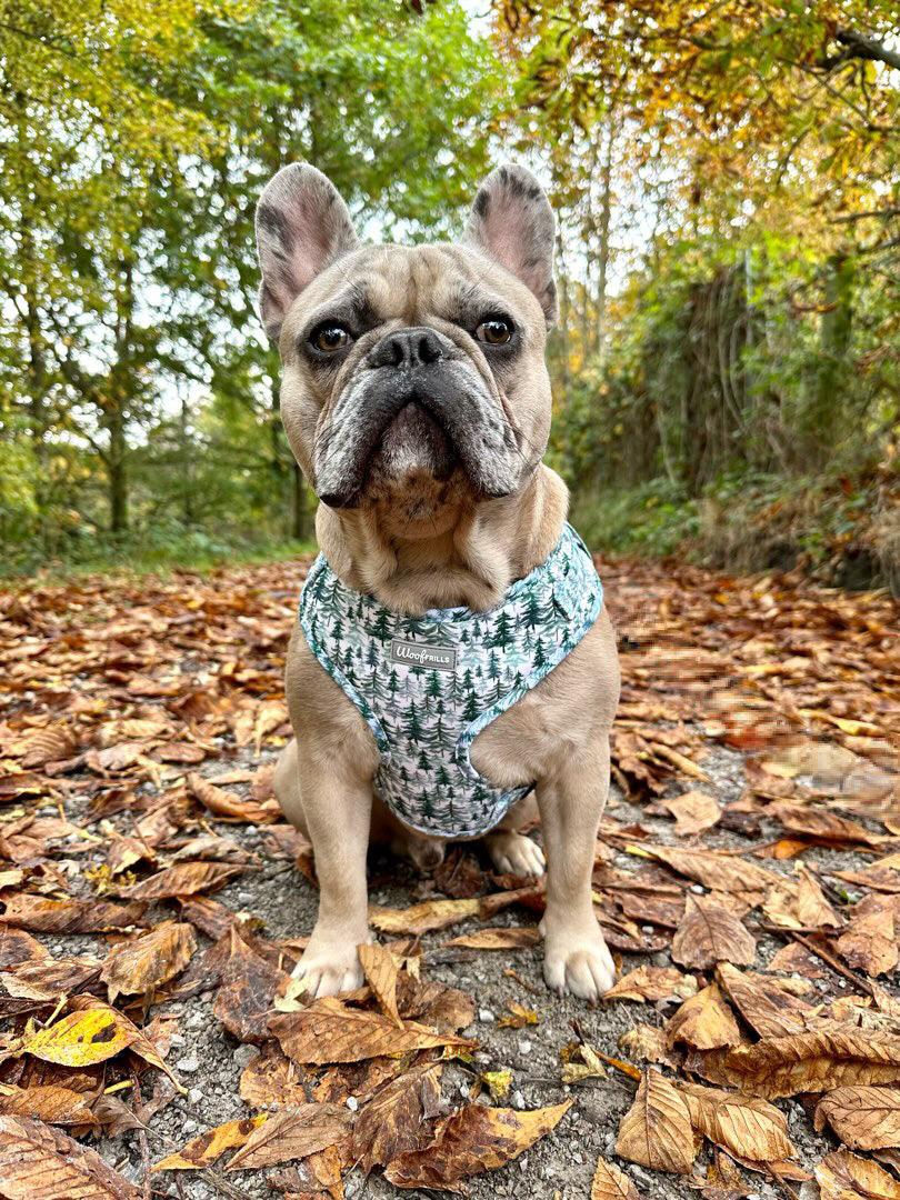 French bulldog wearing a chest green harness 