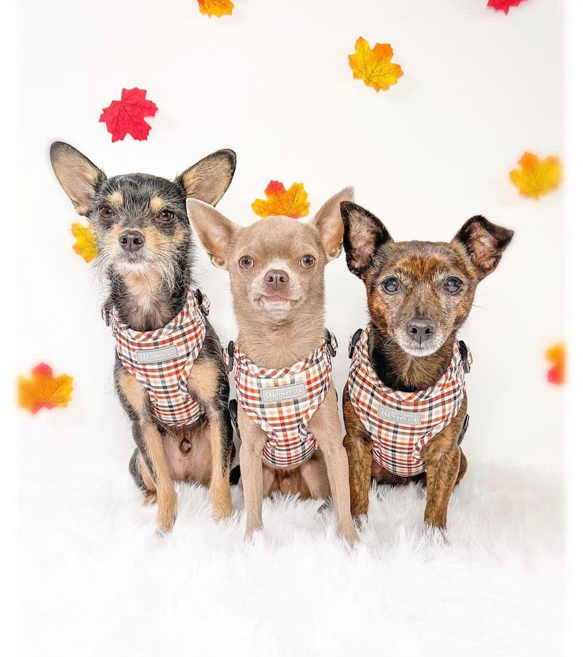 Three small dogs wearing matching adjustable dog  harnesses