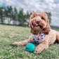Pupart - Adjustable Harness - Woof Frills