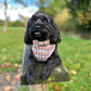 Cute black dog wearing a plaid dog harness with dicky bow tie 
