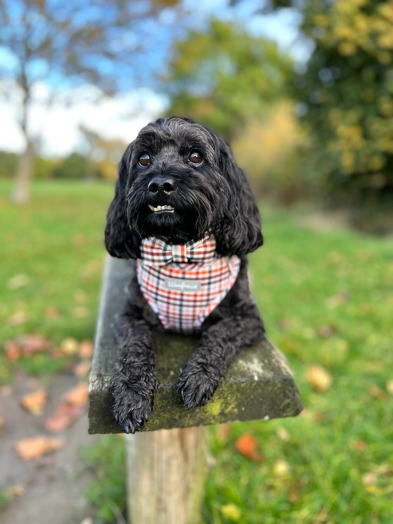 Cute black dog wearing a plaid dog harness with dicky bow tie 