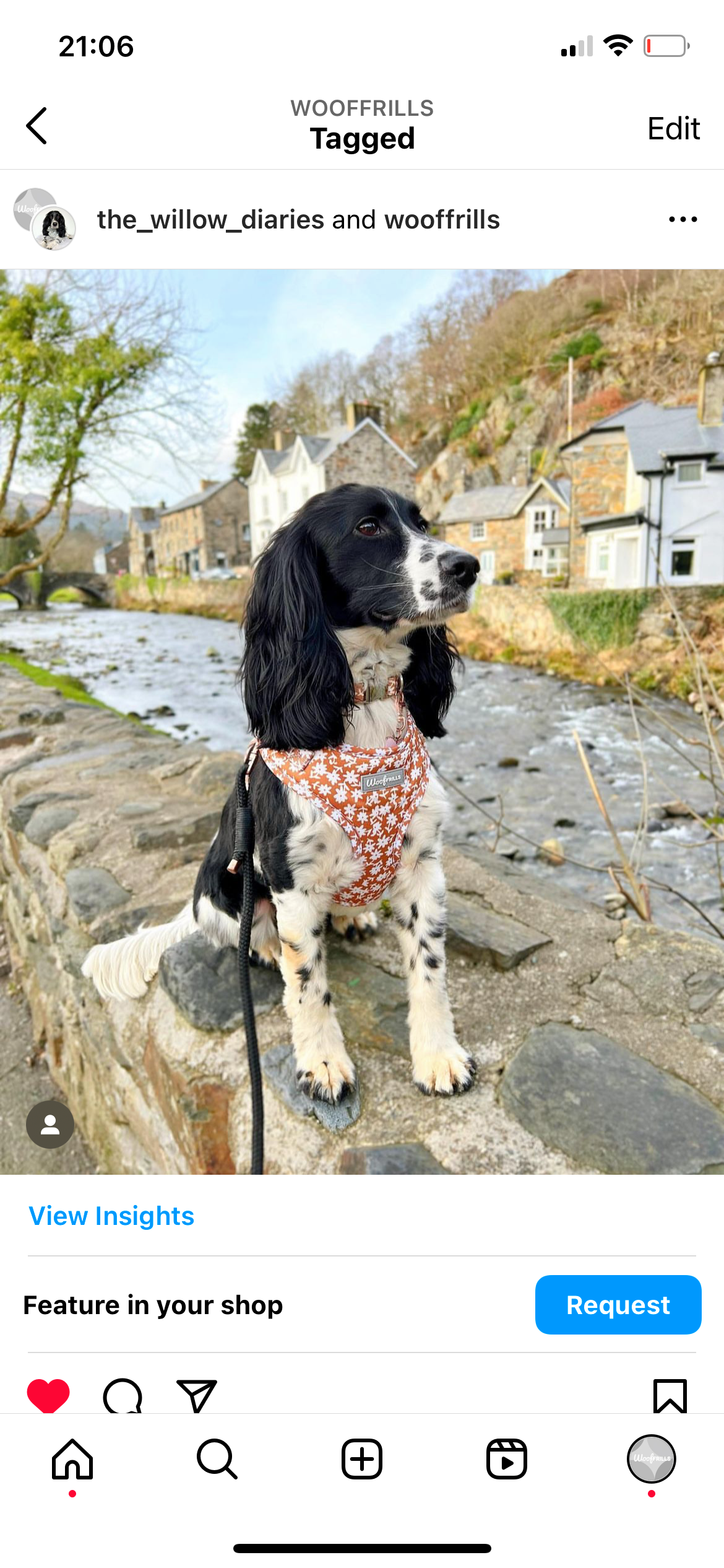 Cocker spaniel wearing a daisy dog harness