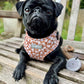 Black pug wearing a designer dog harness with daisy