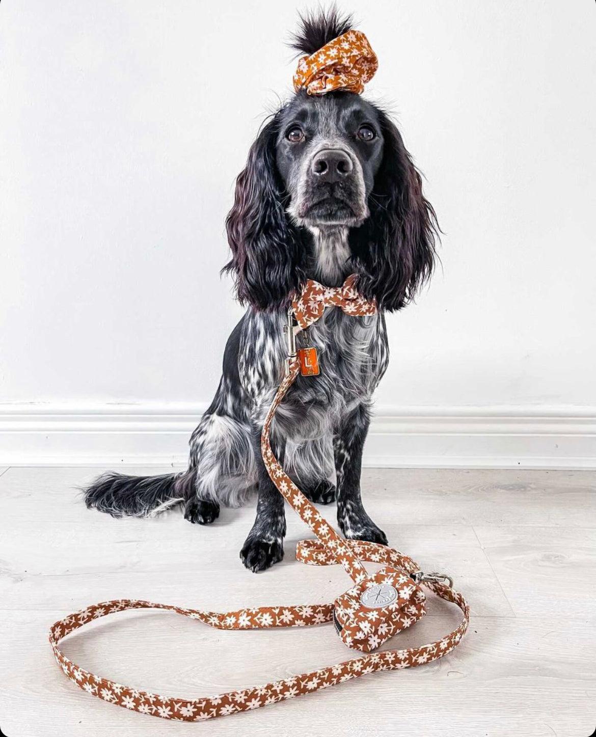 Cocker spaniel looking very cute with a daisy dog collar and leash set