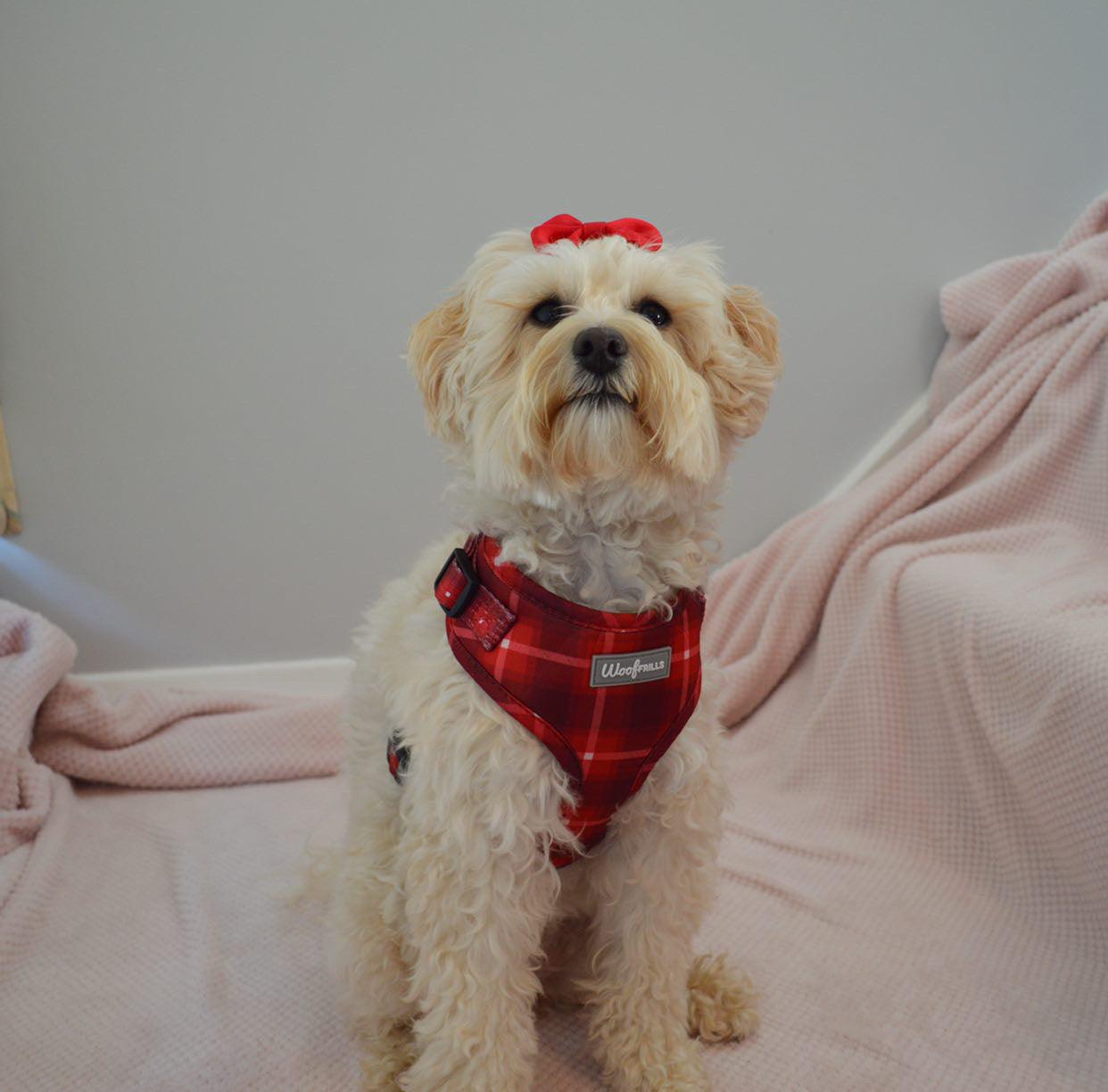 Maltese wearing a small dog harness