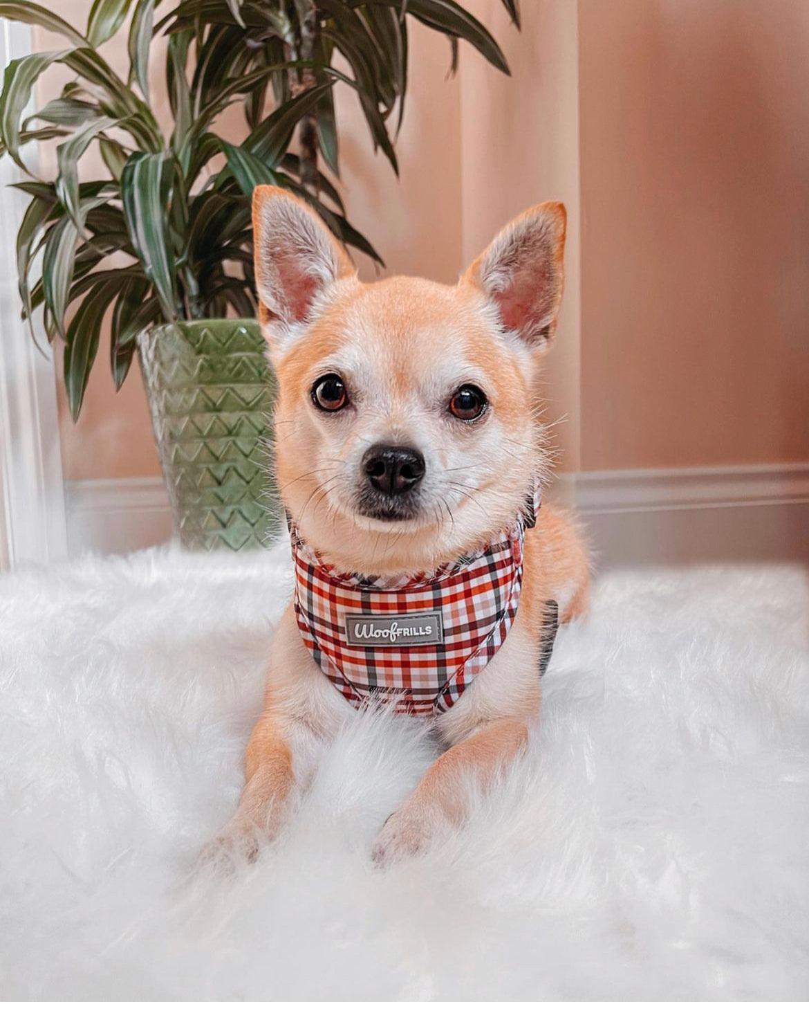 Chihuahua  wearing a small dog harness