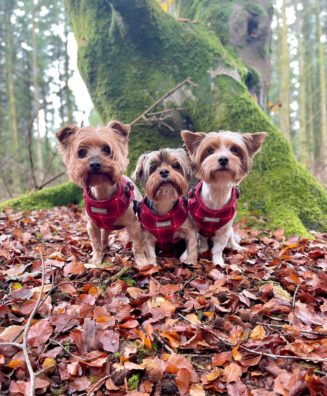 Three yorkies wearing matching dog harnesses 