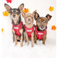 Three cute small dogs wearing matching red dog harnesses