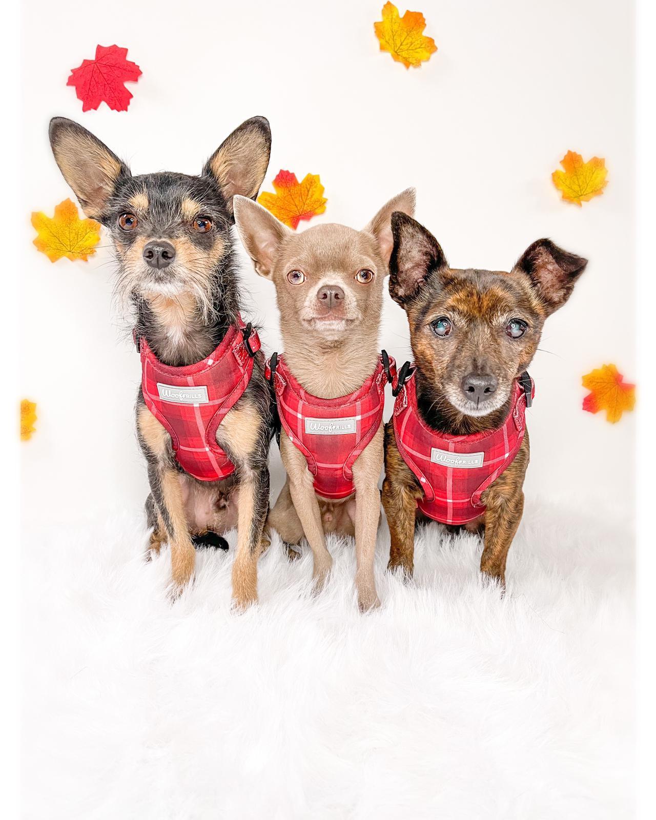 Three cute small dogs wearing matching red dog harnesses