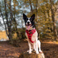 Border collie wearing a step in dog harness