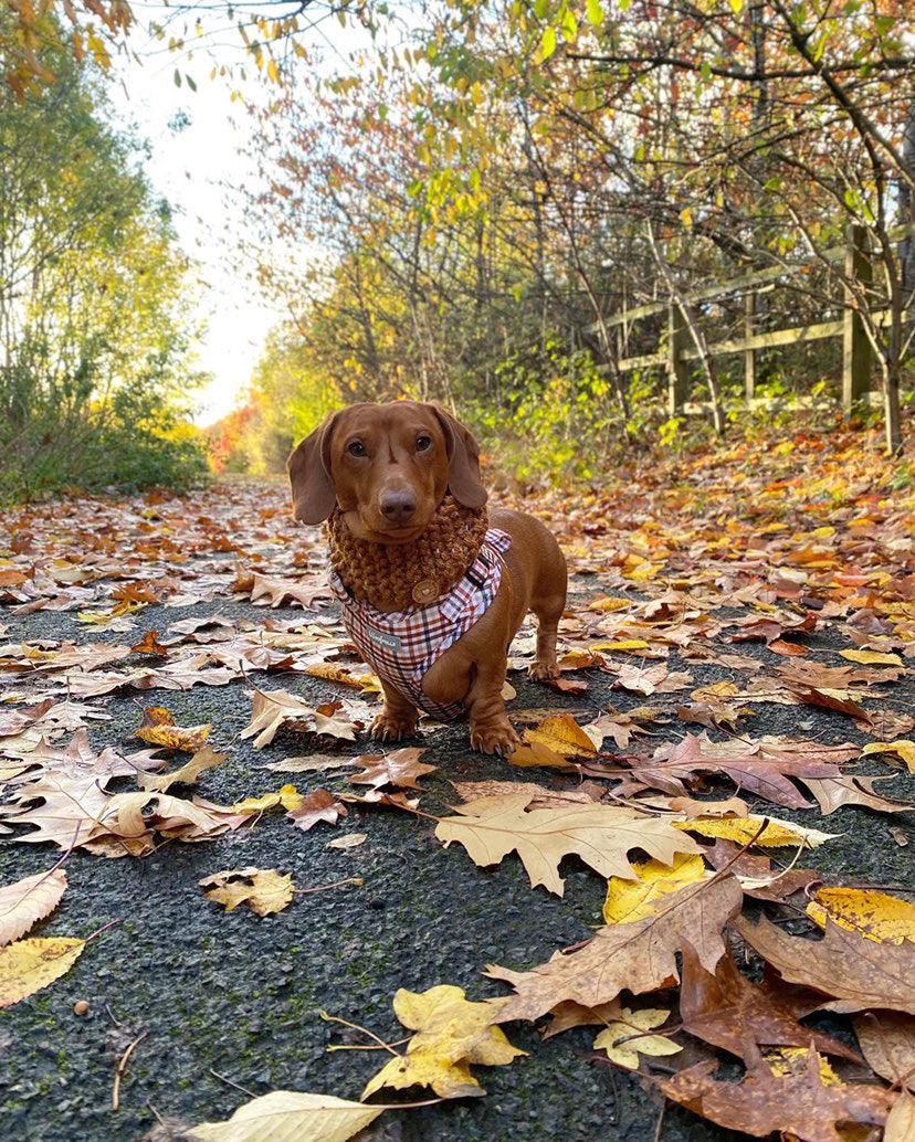 Standard dachshund wearing a fully adjustable dog harness uk