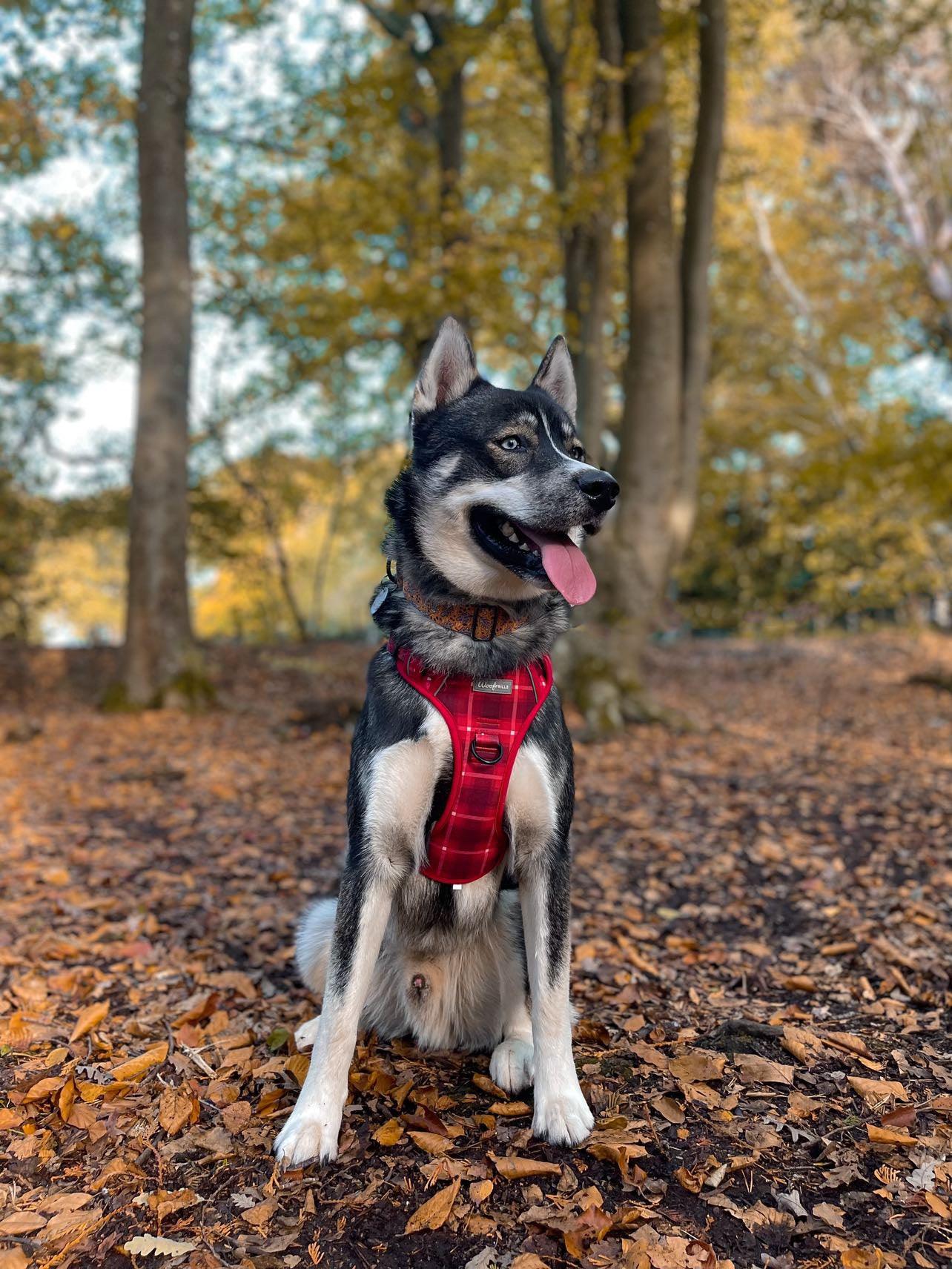 Husky wearing a red dog harness