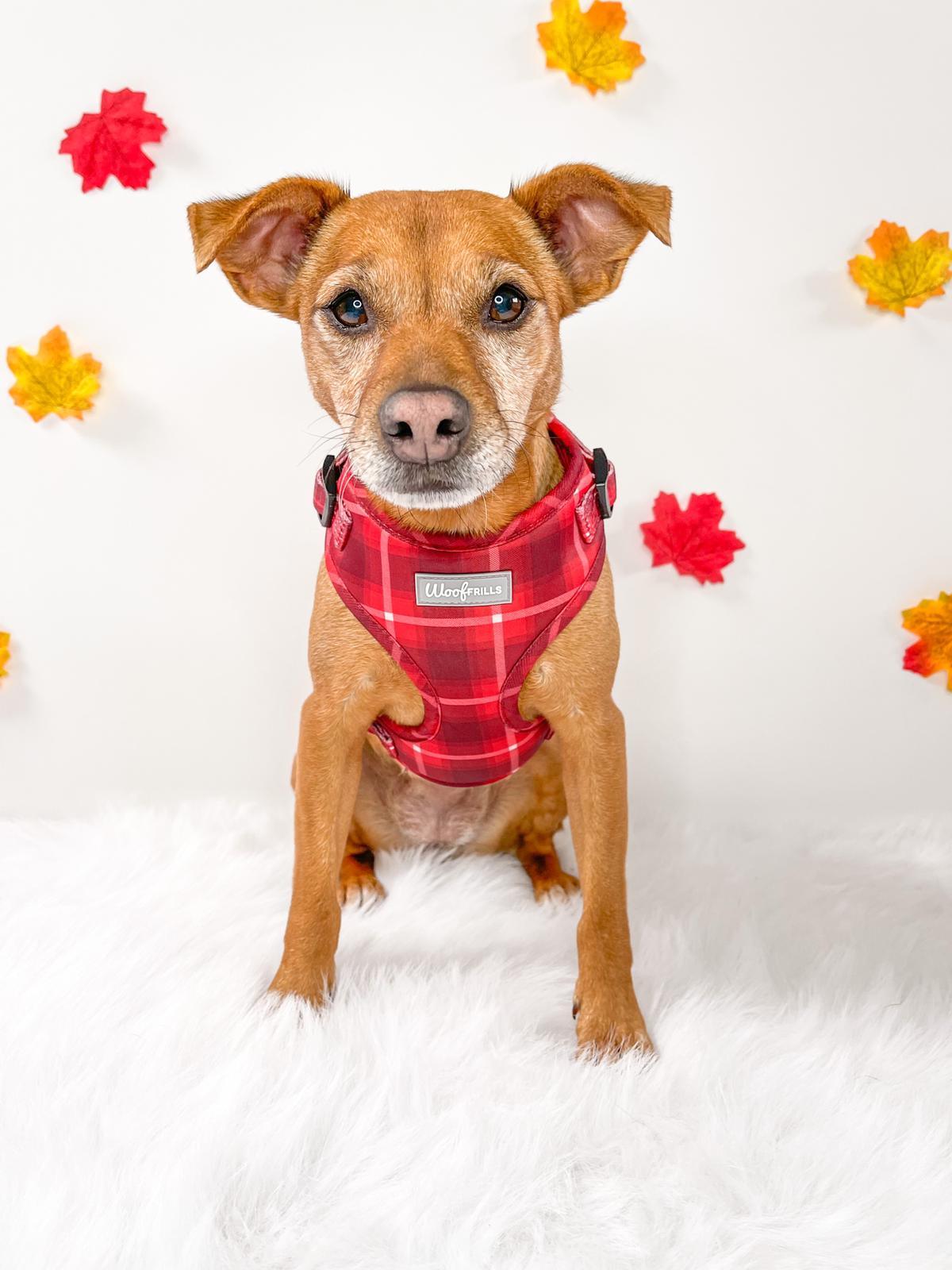 Cute ginger dog wearing a small dog harness