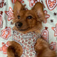 dachshund wearing a gingerbread dog harness uk