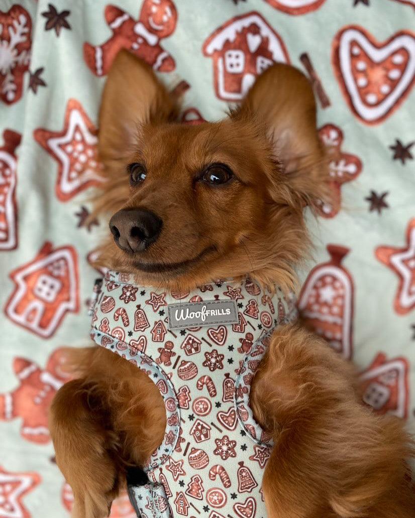 dachshund wearing a gingerbread dog harness uk