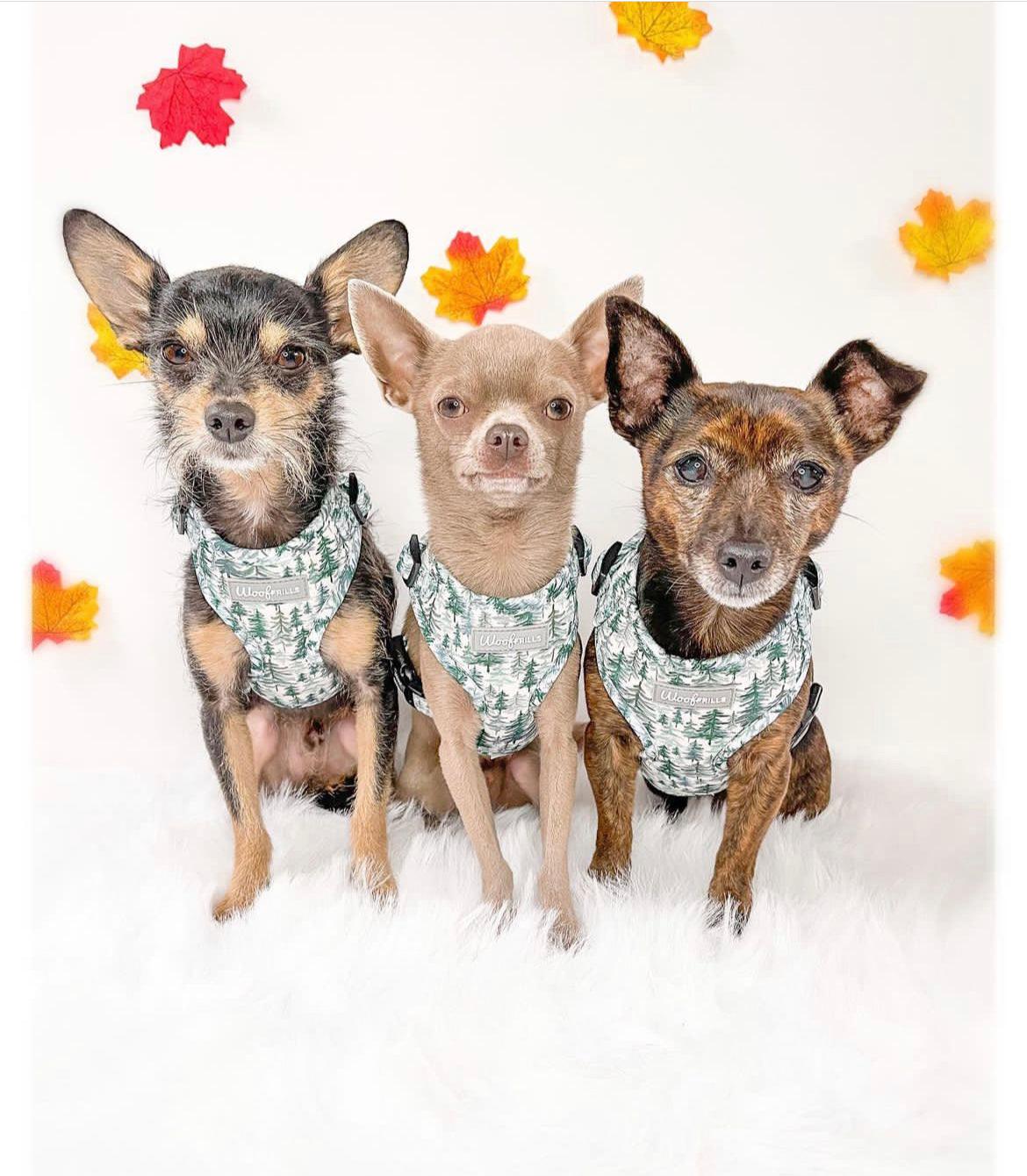 Three cute dogs wearing matching dog harnesses