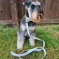 Schnauzer wearing a dog lead and collar set