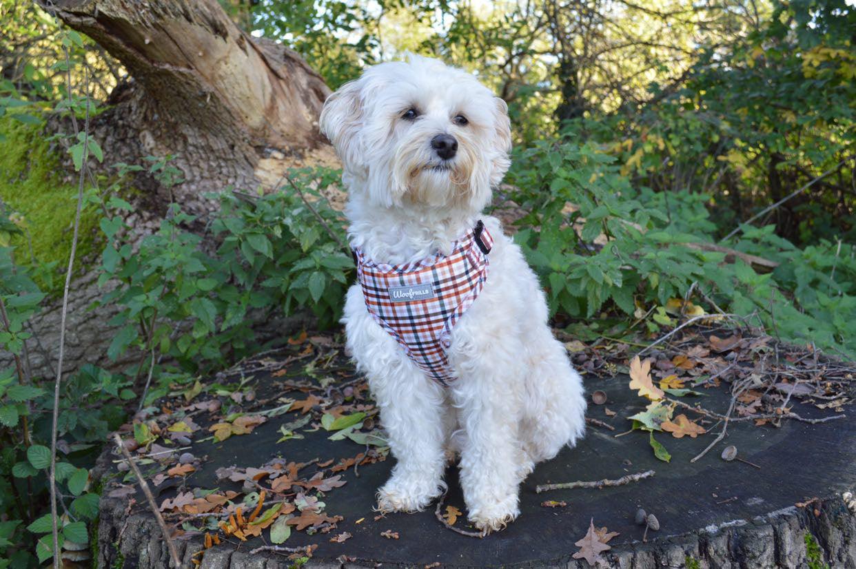 Maltese wearing a comfortable dog harness in the park