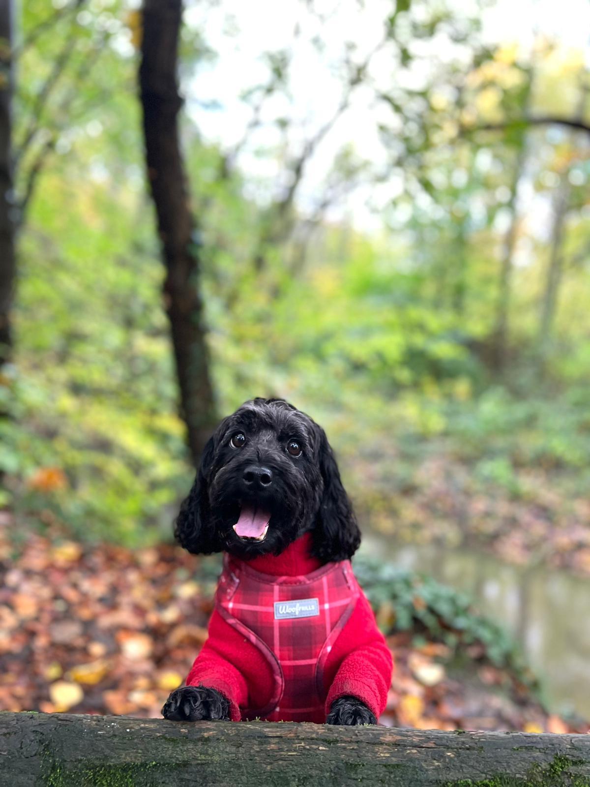 Happy dog in the forest wearing a designer dog harness