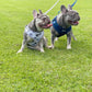 Hedge’dog - Adjustable Harness - Woof Frills