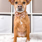 Cute dog wearing a dog collar with matching dog bow tie