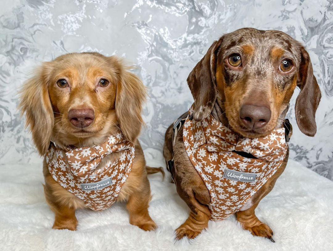 Two dachshunds wearing flower harnesses
