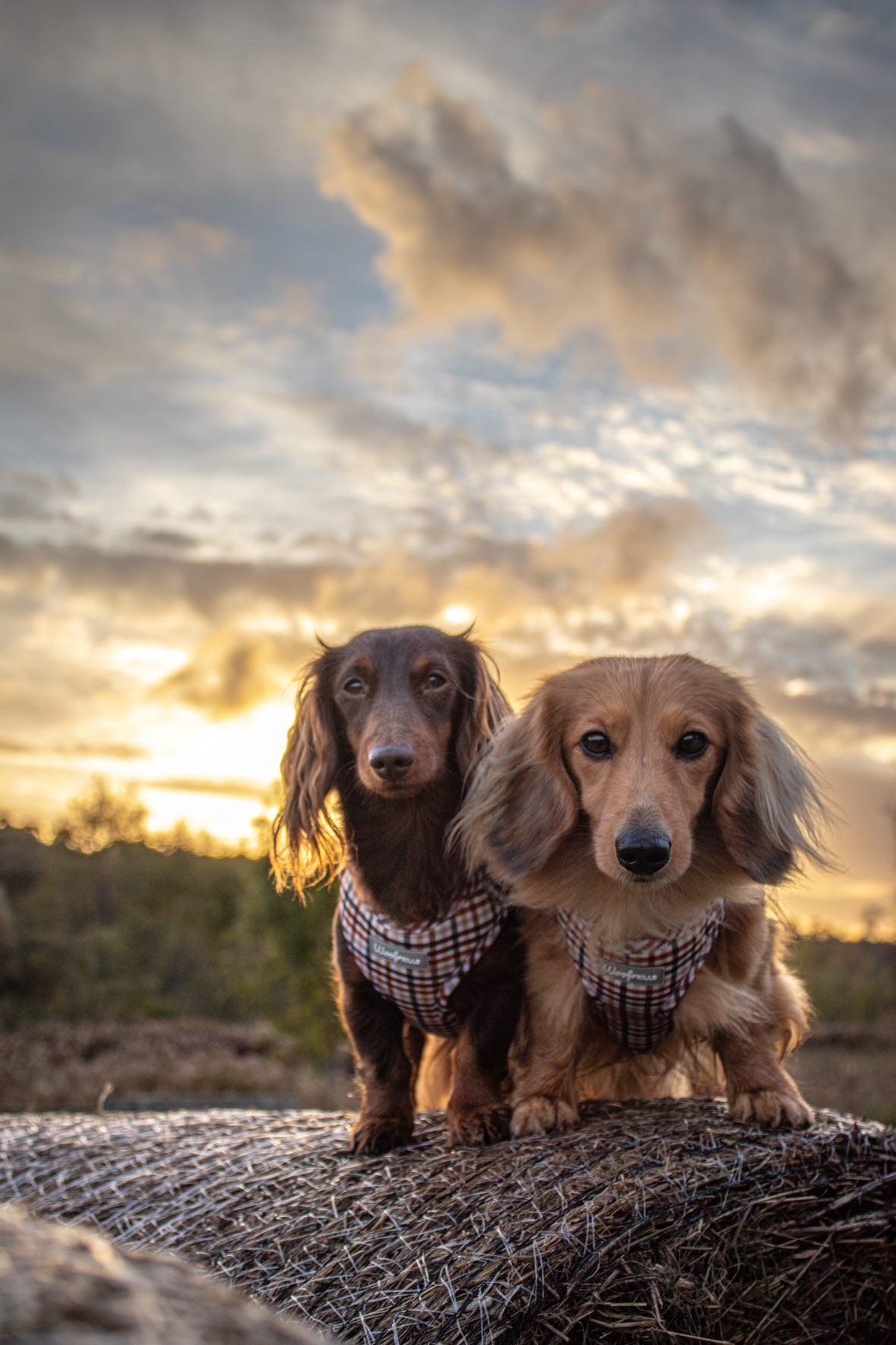 Two dogs wearing matching soft dog harness