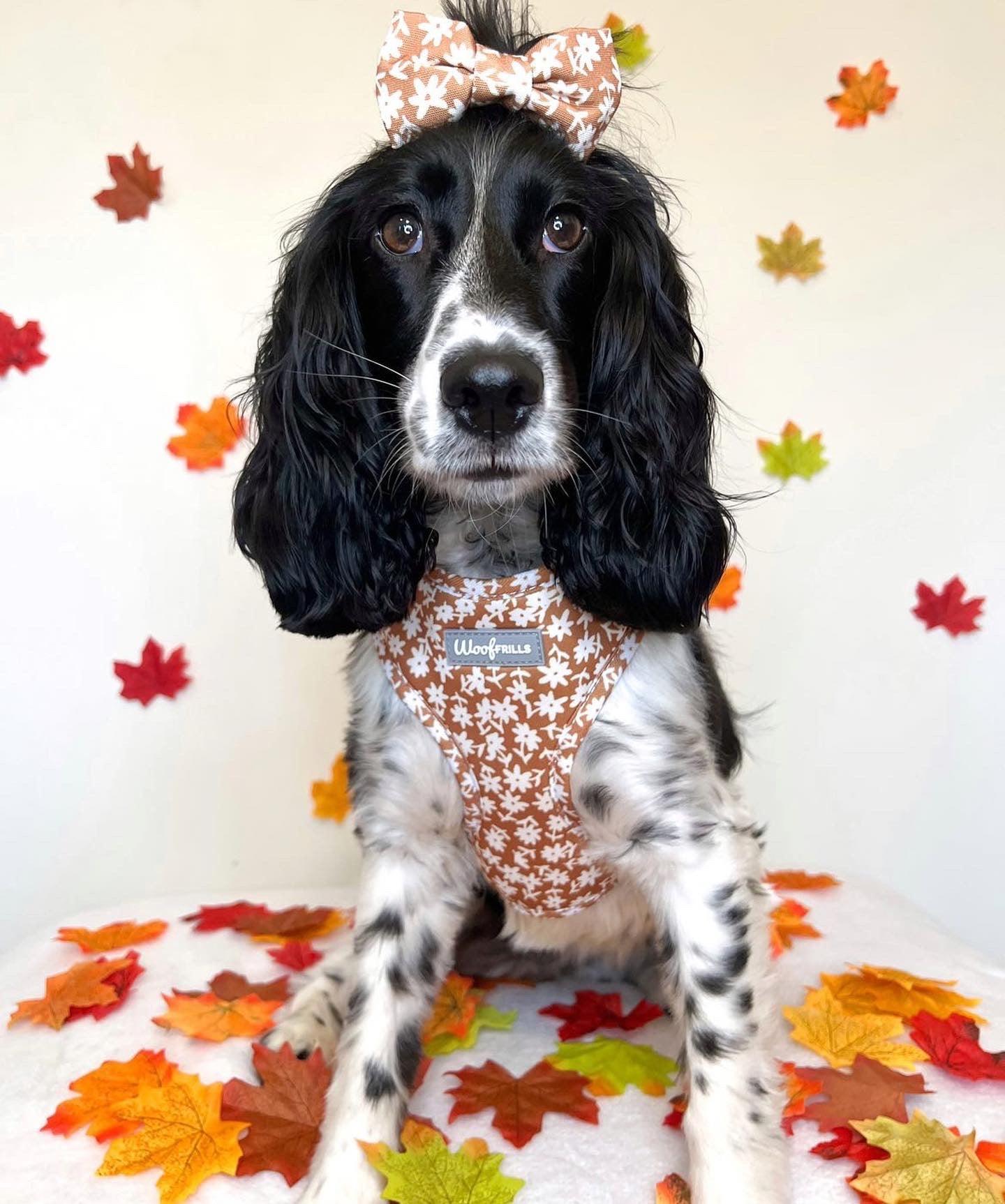 Cute cocker spaniel wearing daisy harness with matching bow tie 