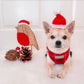 Chihuahua wearing a red dog harness