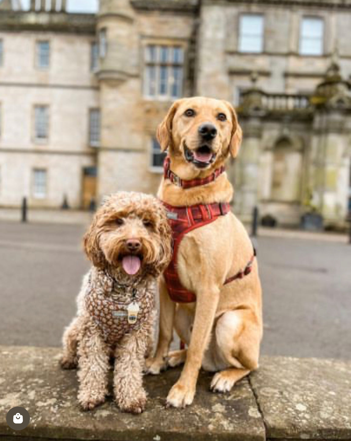 Matching dog collar clearance leash and harness