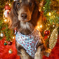 Dachshund wearing a cute Christmas harness