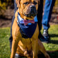 Boxer wearing a wedding outfit navy blue with pink bow tie