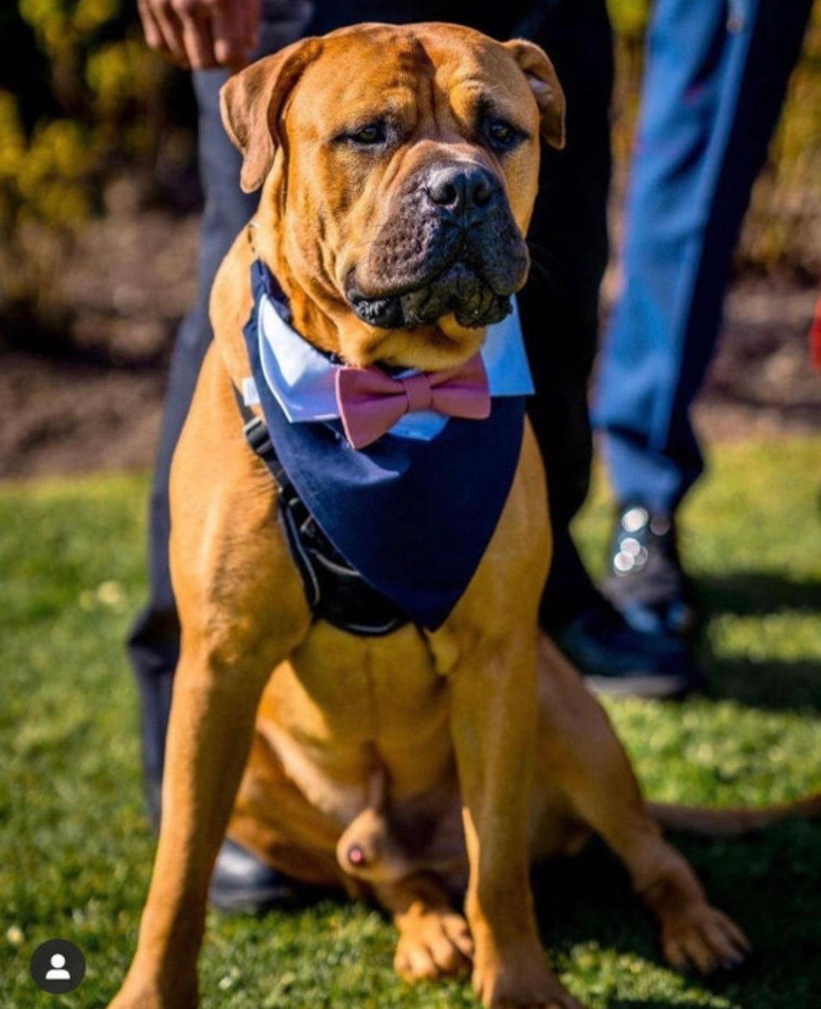 Boxer wearing a wedding outfit navy blue with pink bow tie