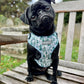 Pug wearing a cute dog harness