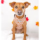 Cute dog wearing a Daisy harness with fast release buckle