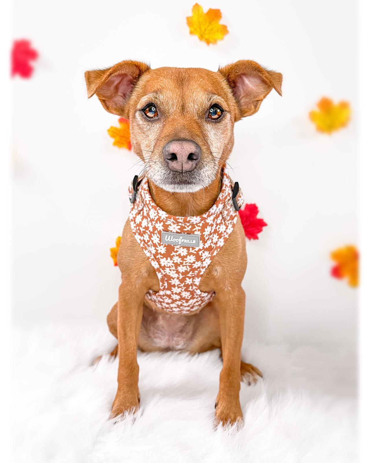 Cute dog wearing a Daisy harness with fast release buckle