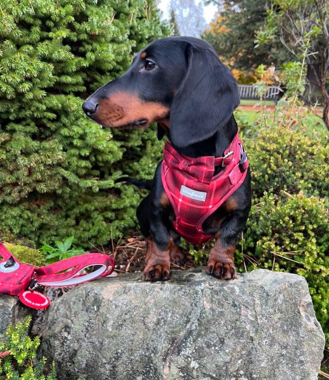 Miniature dachshund wearing comfortable dog harness and leash set