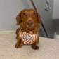 Dachshund wearing a daisy dog harness
