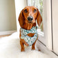 Cute ginger dachshund  dog wearing a adventure Woof frills harness