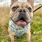 French bulldog wearing a harness for dogs