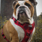 English bulldog wearing a red harness