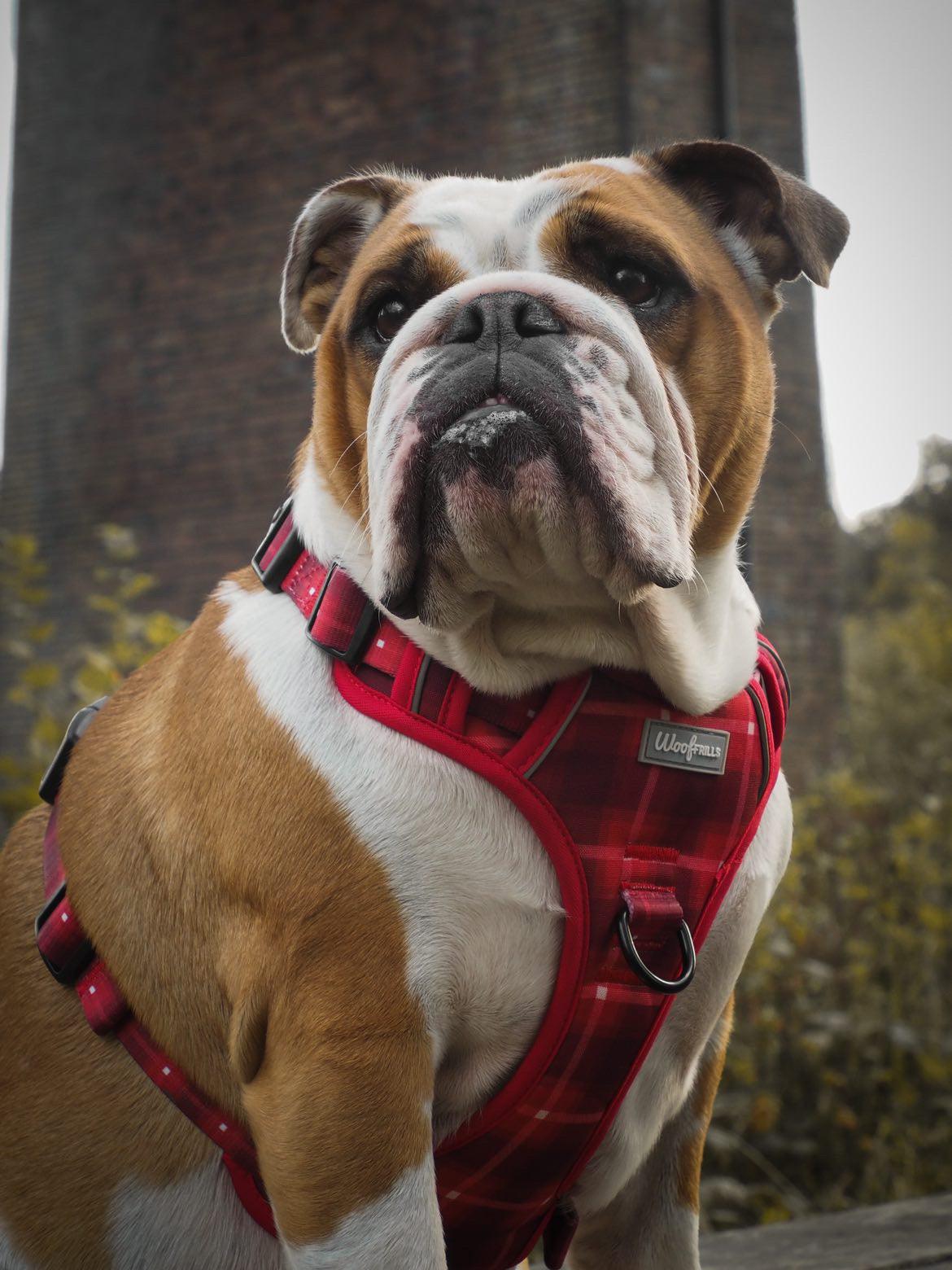 English bulldog wearing a red harness